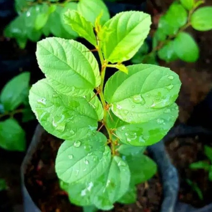 Bidara Arab Pohon Bidara Tanaman Bidara Bibit Bidara Arab