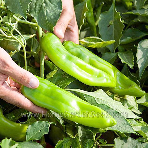 Benih Cabai Big Jim - Hot Pepper - Home Garden Seed