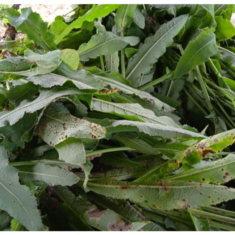 

daun tempuyung 500 gram