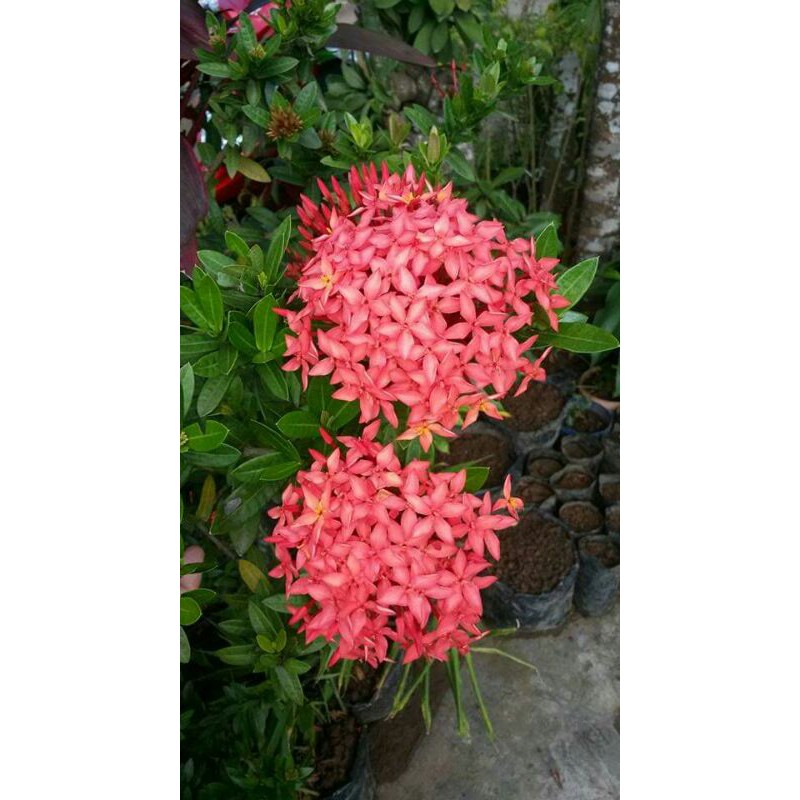 bibit bunga asoka merah micro