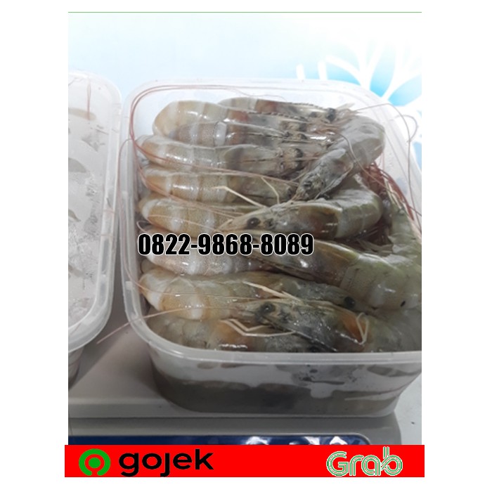 

UDANG SEGAR VANAME 500 GR /UDANG VANNAMEI SEGAR /UDANG VANNAMEI SEGAR