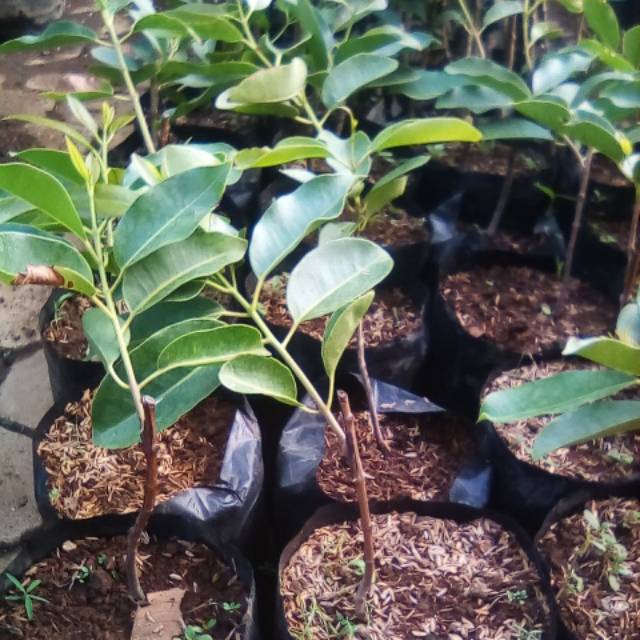 Bibit duwet putih okulasi 1 meter // jamblang putih