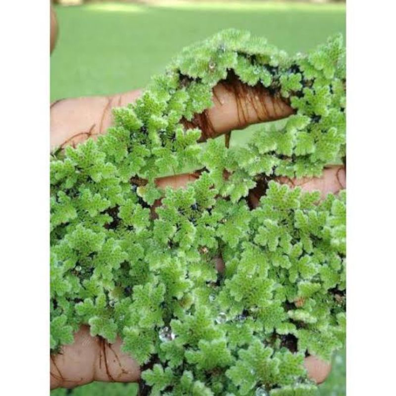 bibit azolla microphylla 100gram