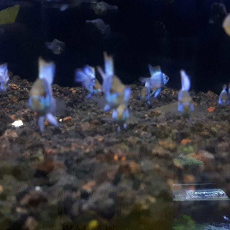 Ikan Hias Aquascape " Ramirezi Blue Electric " Size M