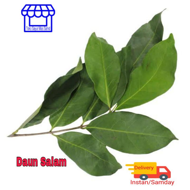 

Daun Salam Segar Daun Salam Fres 100 gram