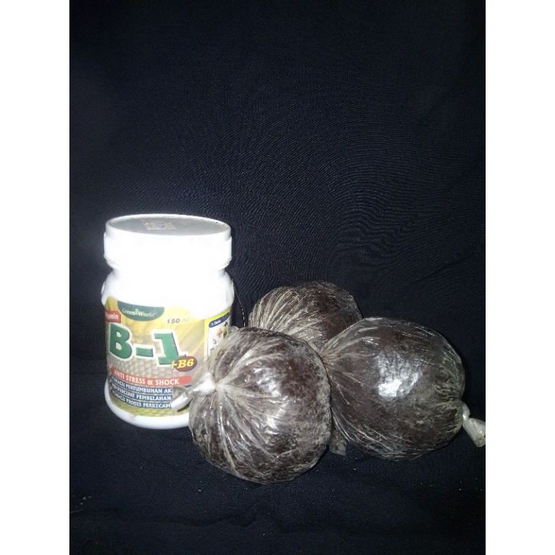 media cangkok cocopit