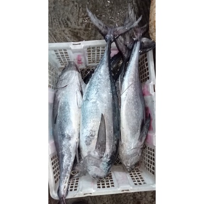 

Ikan Tuna Segar Yellow Fin