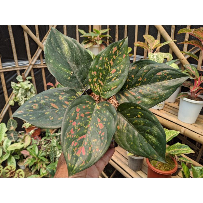 Aglaonema Ruby Ciangmay