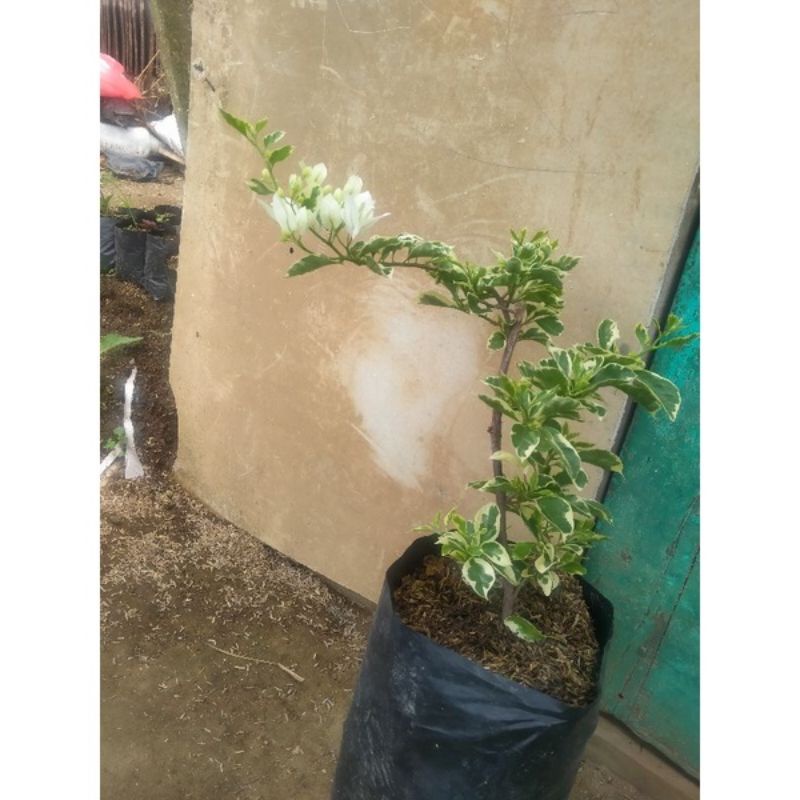 tanaman hias bunga bugenvil putih varigata
