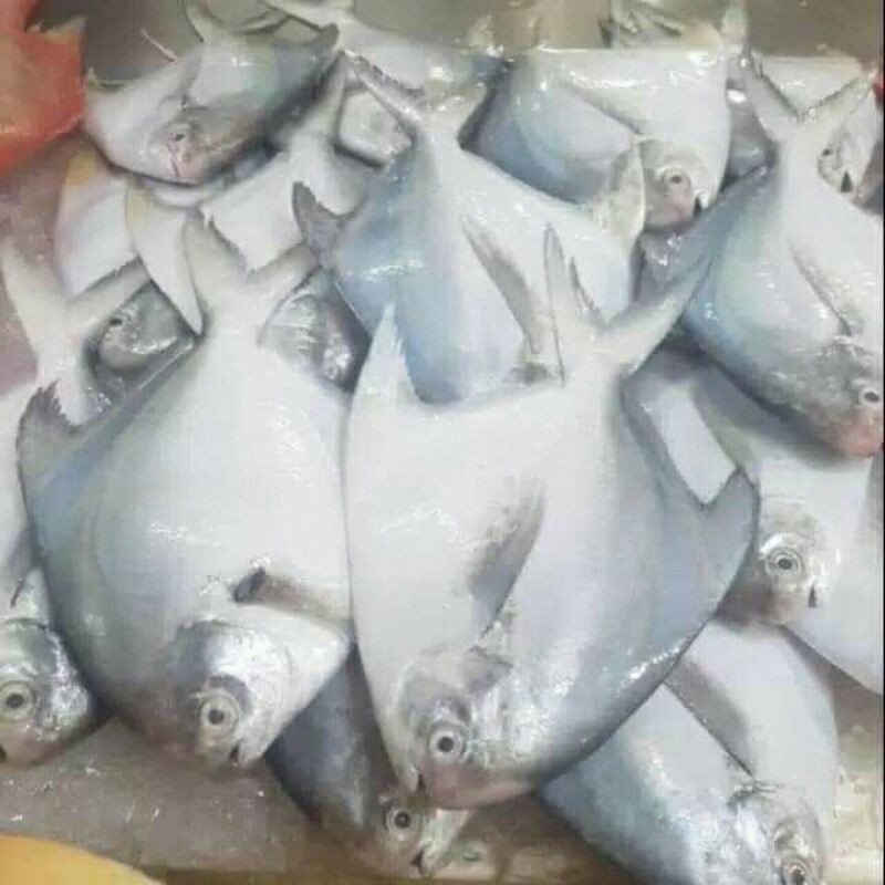 

IKAN BAWAL PUTIH SEGAR