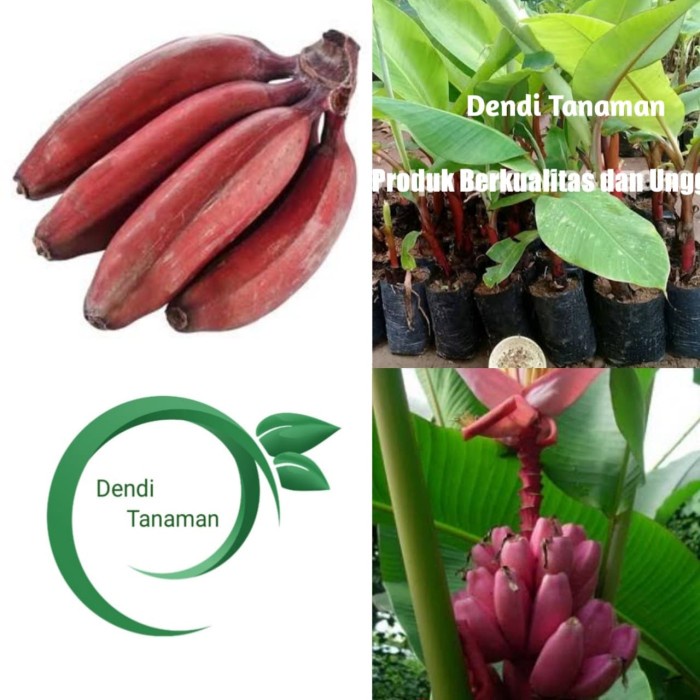 SALE BIBIT POHON PISANG RAJA MERAH / BUAH PISANG RAJA A