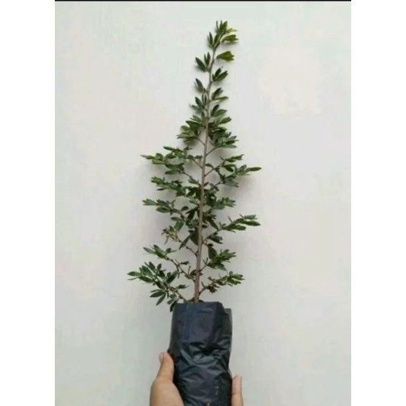 bibit kaliandra surinamensis