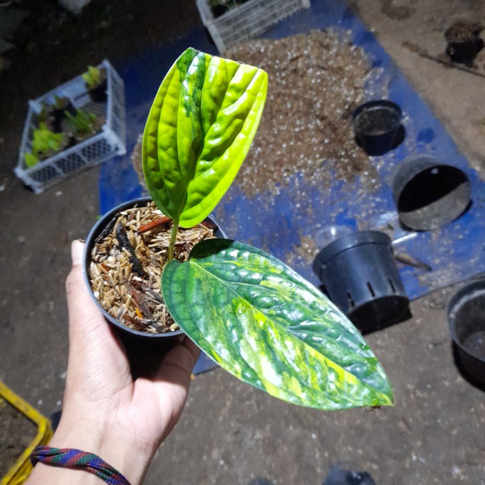PROMO philodendron karstenianum varigata / monstera karstenianum variegata
