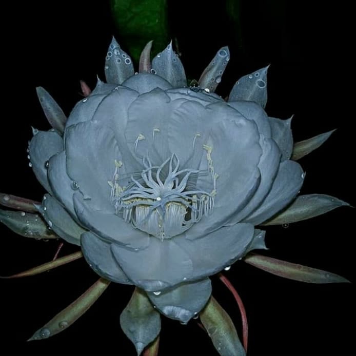 

ready Bibit bunga wijaya kusuma queen of night