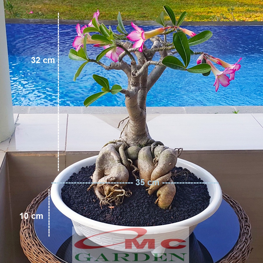 Tanaman Hias Bonsai Mame Adenium Arabicum Obesum Kamboja Jepang B-KJ-005TP