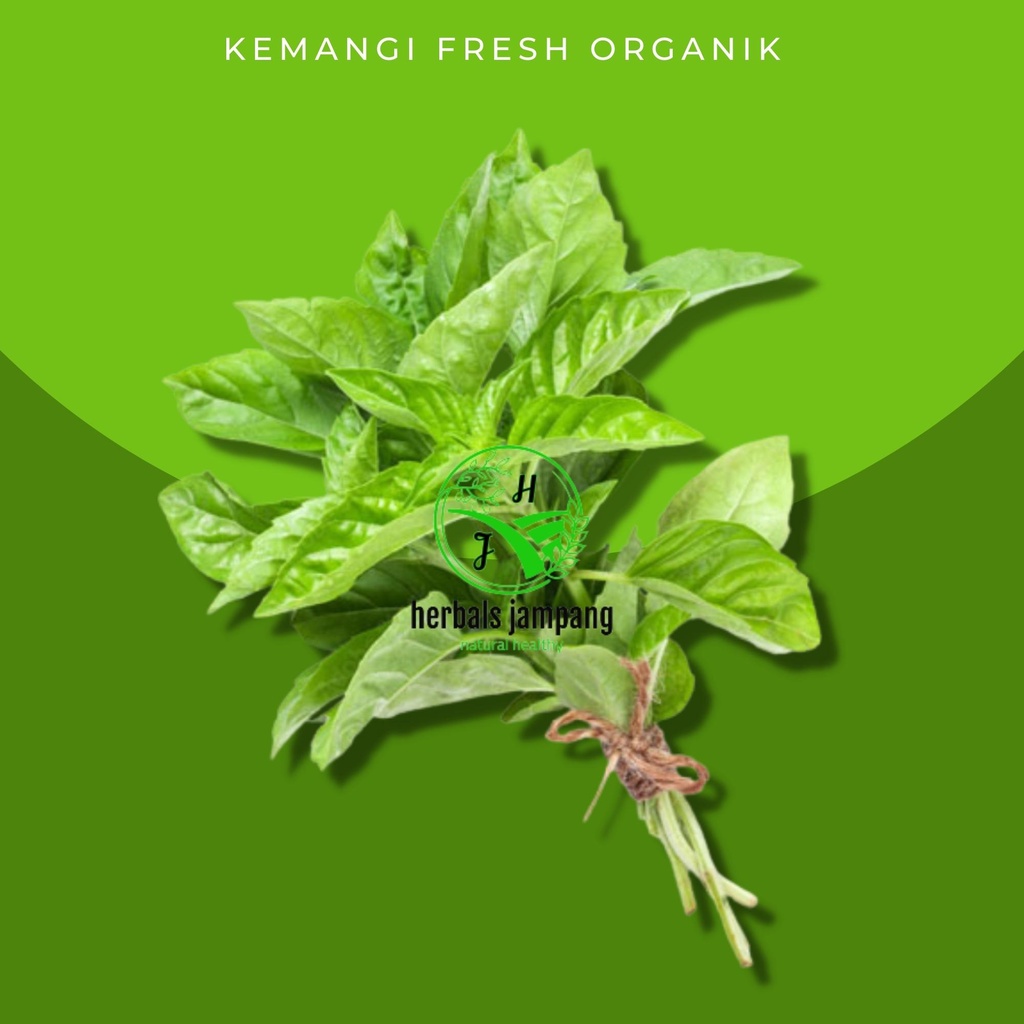 

daun kemangi segar Daun Kemangi Fresh organik Di Jual Per Ikat daun kemangi fresh organik di jual perikat daun kemangi pohon kemangi daun kemangi fresh obat herbals rempah rempah alami