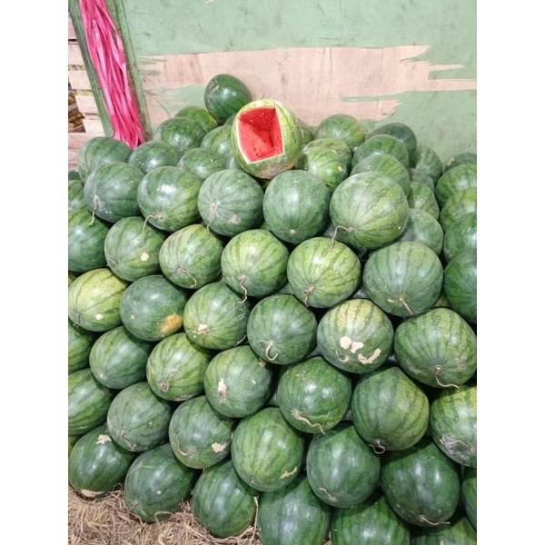 

semangka non biji merah