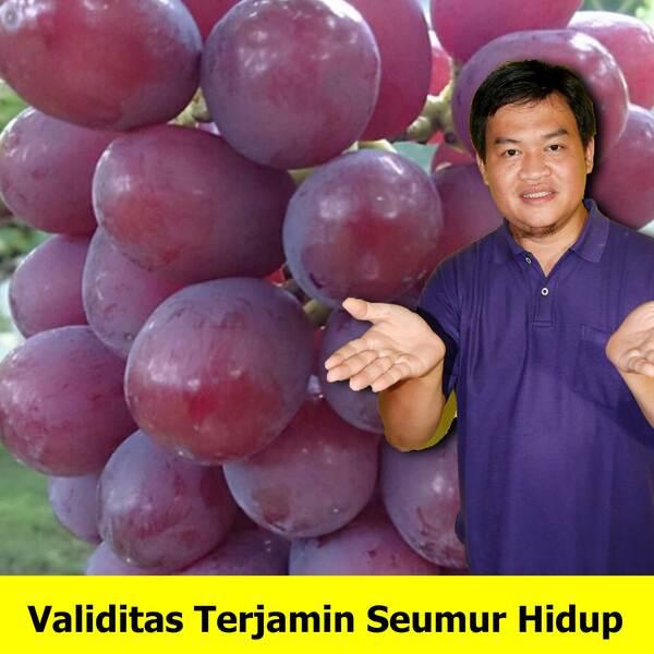 Bibit Anggur Merah Import Red Shine Muscat