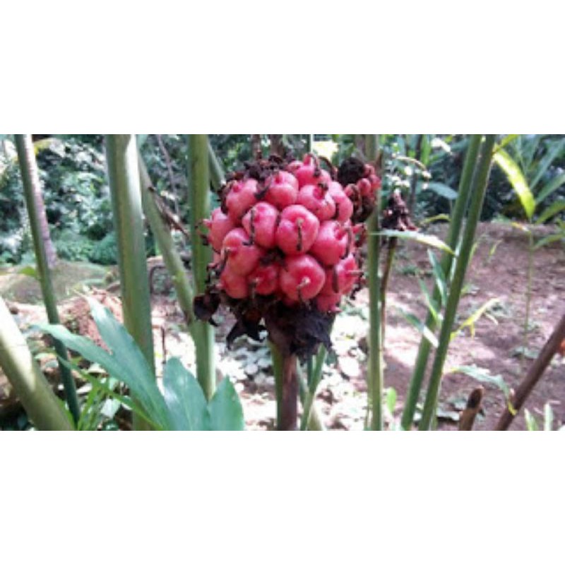 

500gr Buah kecombrang/Honje segar