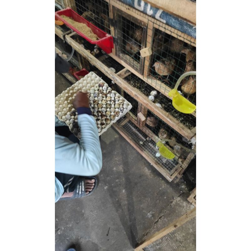 Telur Tetas/ Fertil Puyuh Petelur Jenis Tuxedo