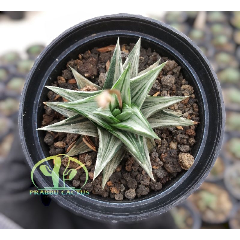 Kaktus sukulen - Haworthia tortuosa silver