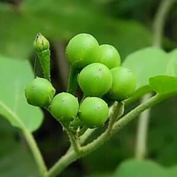 Buah cempokak/tekokak segar/200grm