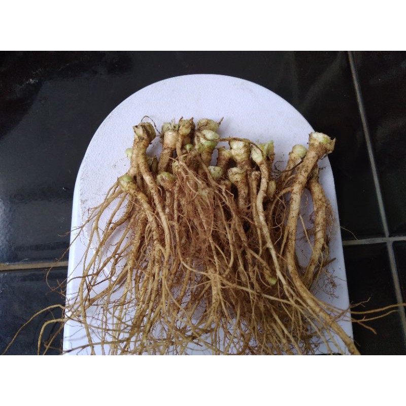 Akar ketumbar 10 gram