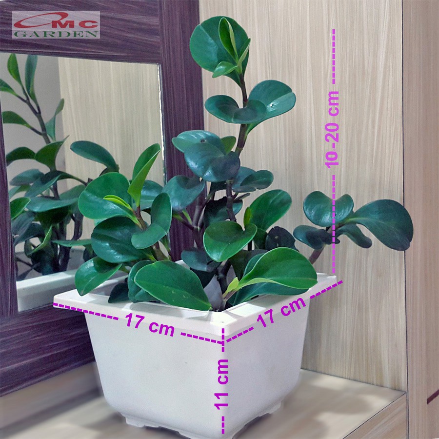 Tanaman Hias Teplan Peperomia Jade Hijau Indoor Air TPL-H-001