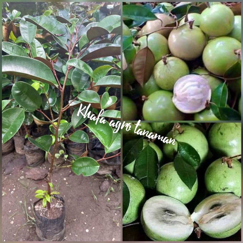 Bibit sawo hijau kenitu cepat buah