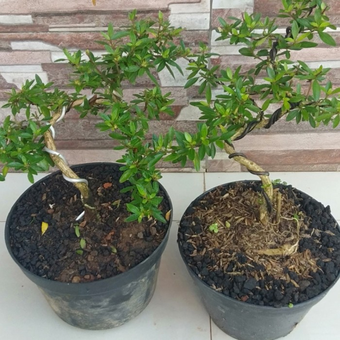 Promo Bonsai seribu bintang daur besar