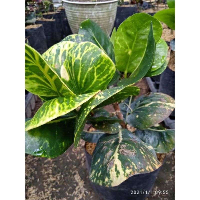 tanaman hias bunga puring koleksi apel sritanjung,berkualitas