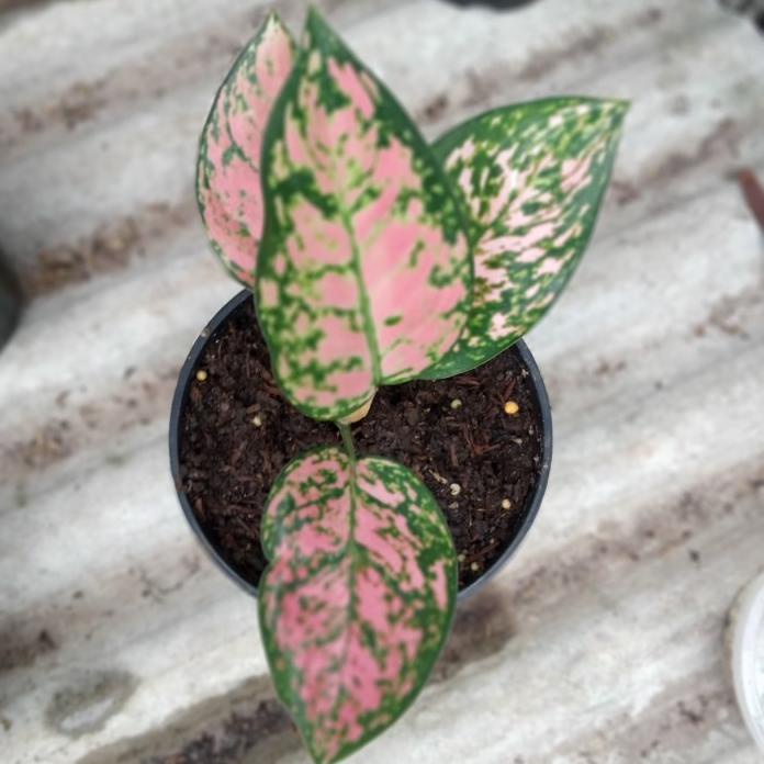 Aglonema Lady Valentine Anakan Hot R33A