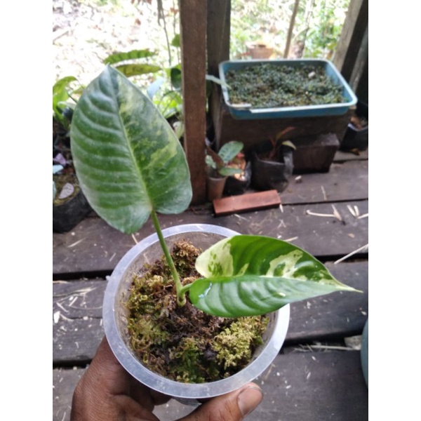 homa var mewah sp borneo