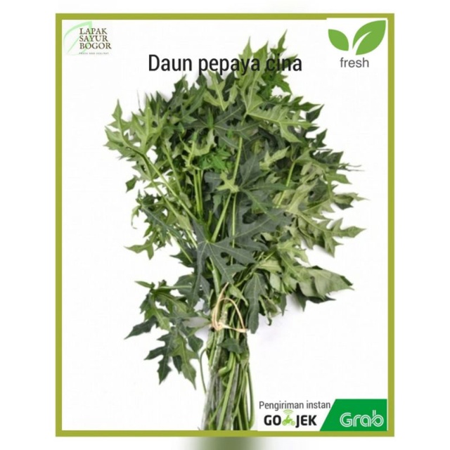 

Daun pepaya jepang