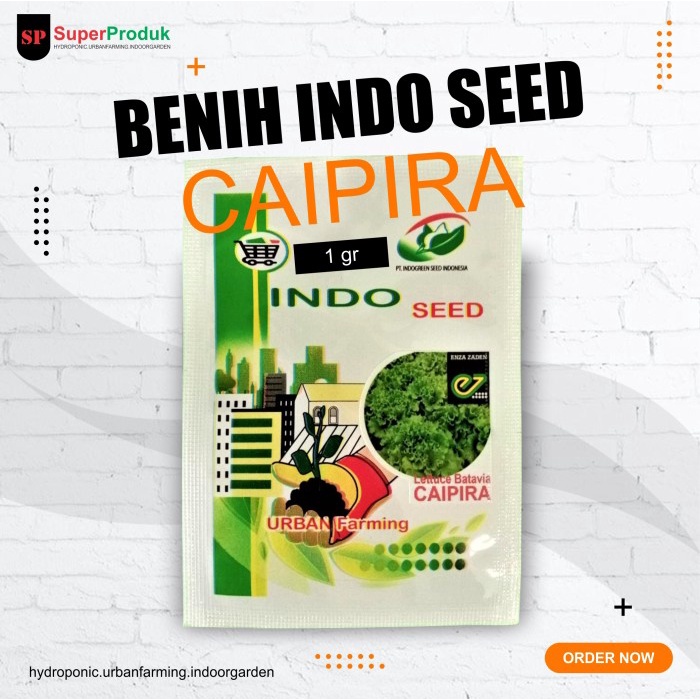 NEW Benih Selada Lettuce Caipira - Batavia Lettuce