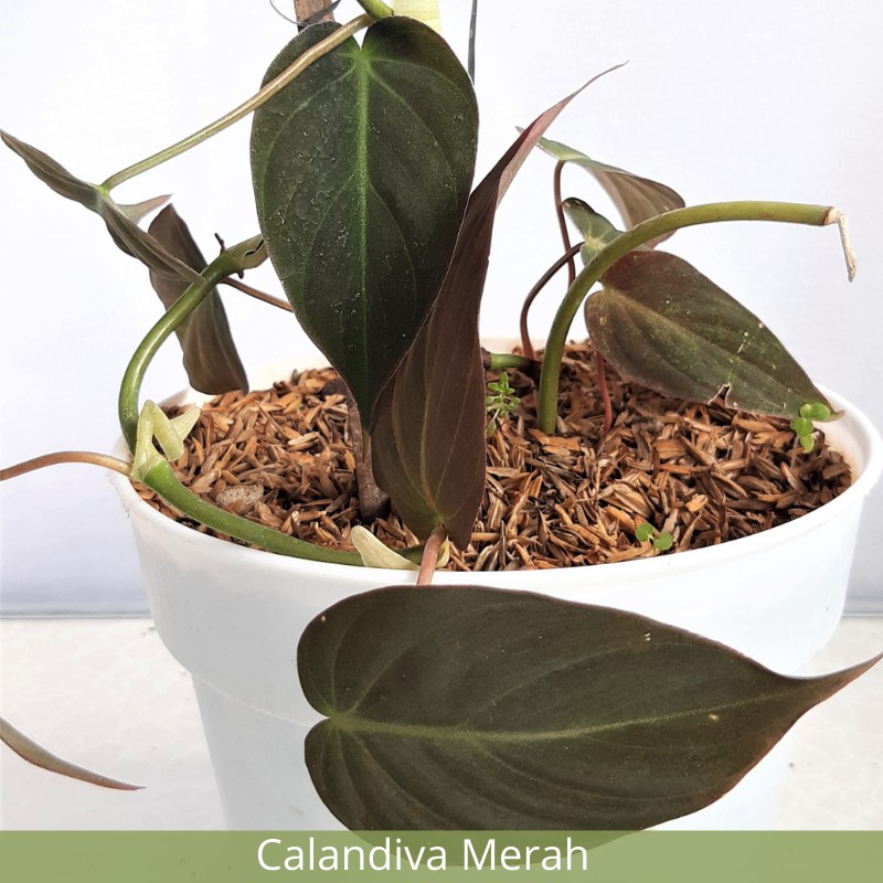 Philodendron Micans