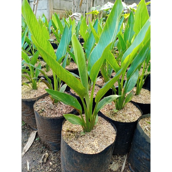 Tanaman Hias Hidup Pisang Varian