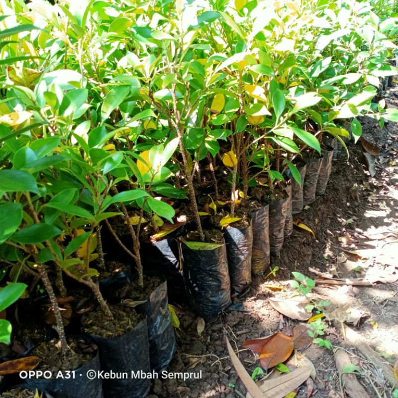 Termurah Bibit Bonsai Ficus Kimeng 30-45cm MkljNXsn6O3epm