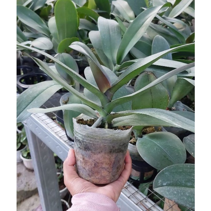 anggrek bulan pasca bunga
