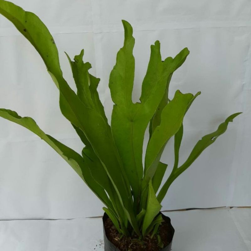 Tanaman pakis tanduk rusa