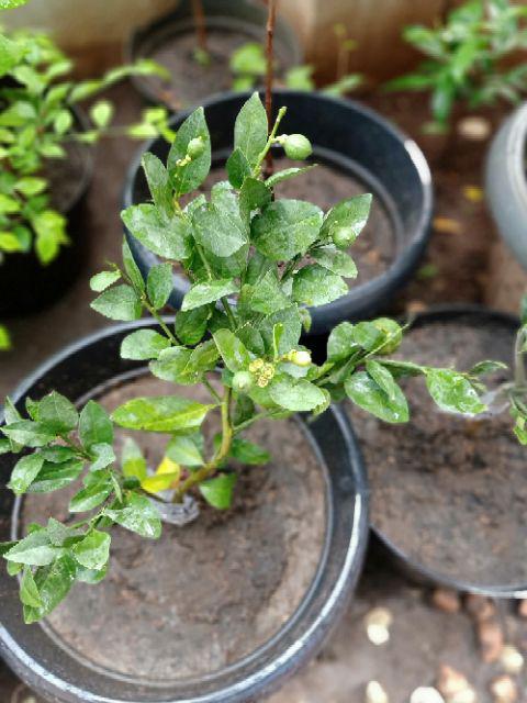 Bibit Jeruk Lemon California Berbunga