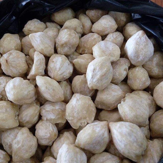 

Biji Buah Kemiri Bulat Kupas Aleurites moluccana Bumbu Dapur Rambut