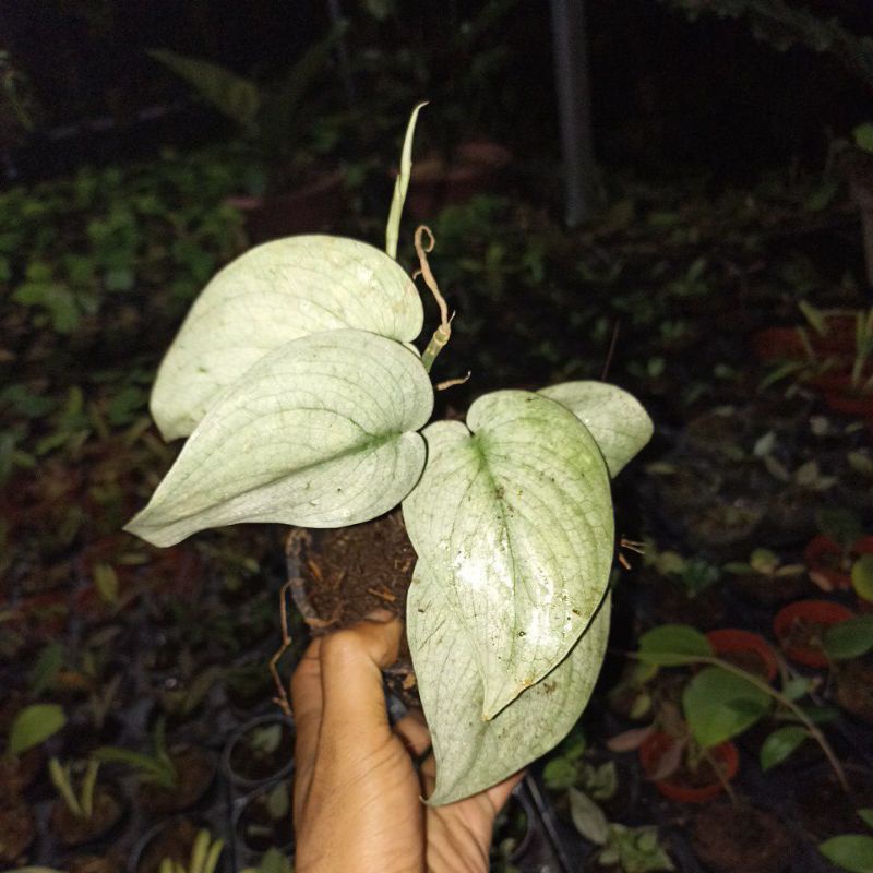 scindapsus silver hero