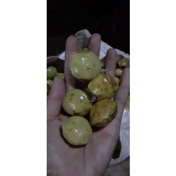 

ㅝF jengkol muda / lalap / sayuran 250g BIG SALES 2394 ◘