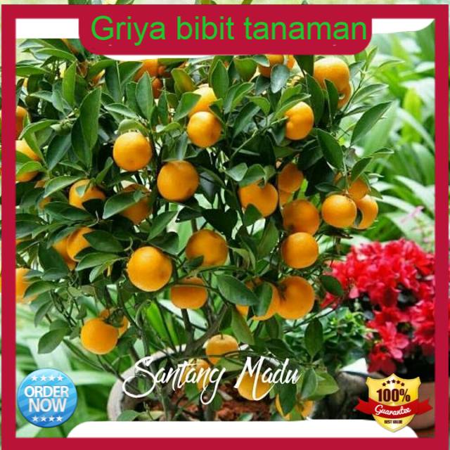 Bibit jeruk santang madu berbuah