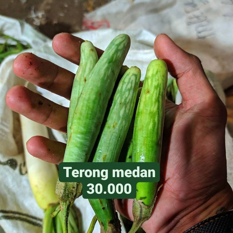 

Terong Medan