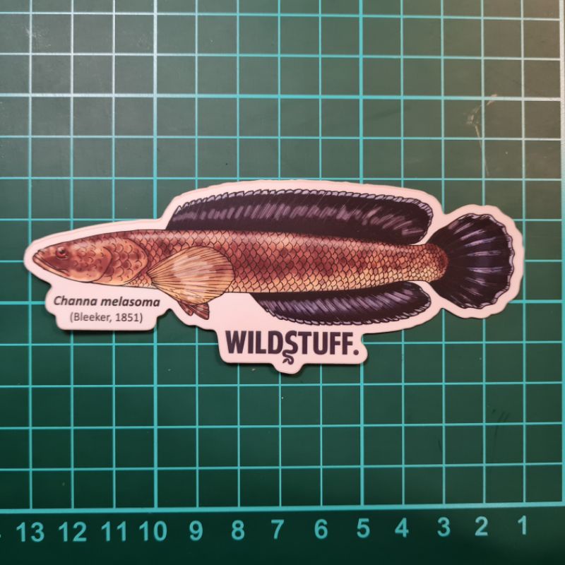 

STICKER CHANNA MELASOMA BLACK SNAKEHEAD