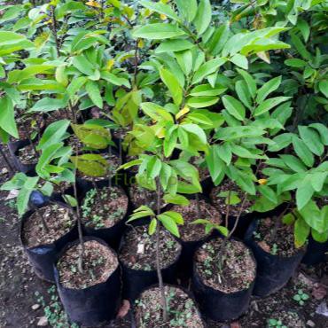 hai bibit pohon buah srikaya besar jumbo giant raksasa cangkok tanaman favorite fc restock*