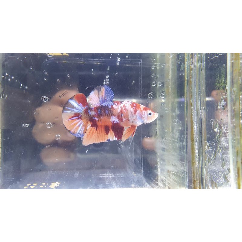 CUPANG NEMO MULTICOLOUR