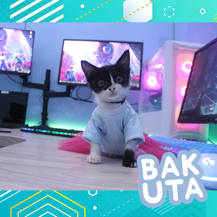 Dress tutu kelinci biru terbaru baju kucing dan anjing / baju kucing murah size S-XL